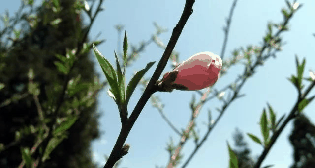 今日立春 | 在這里，邂逅最美春天……