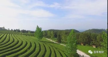 太普藝術(shù)——鳳凰茶鄉(xiāng)“文化芳香”親子踏青之旅